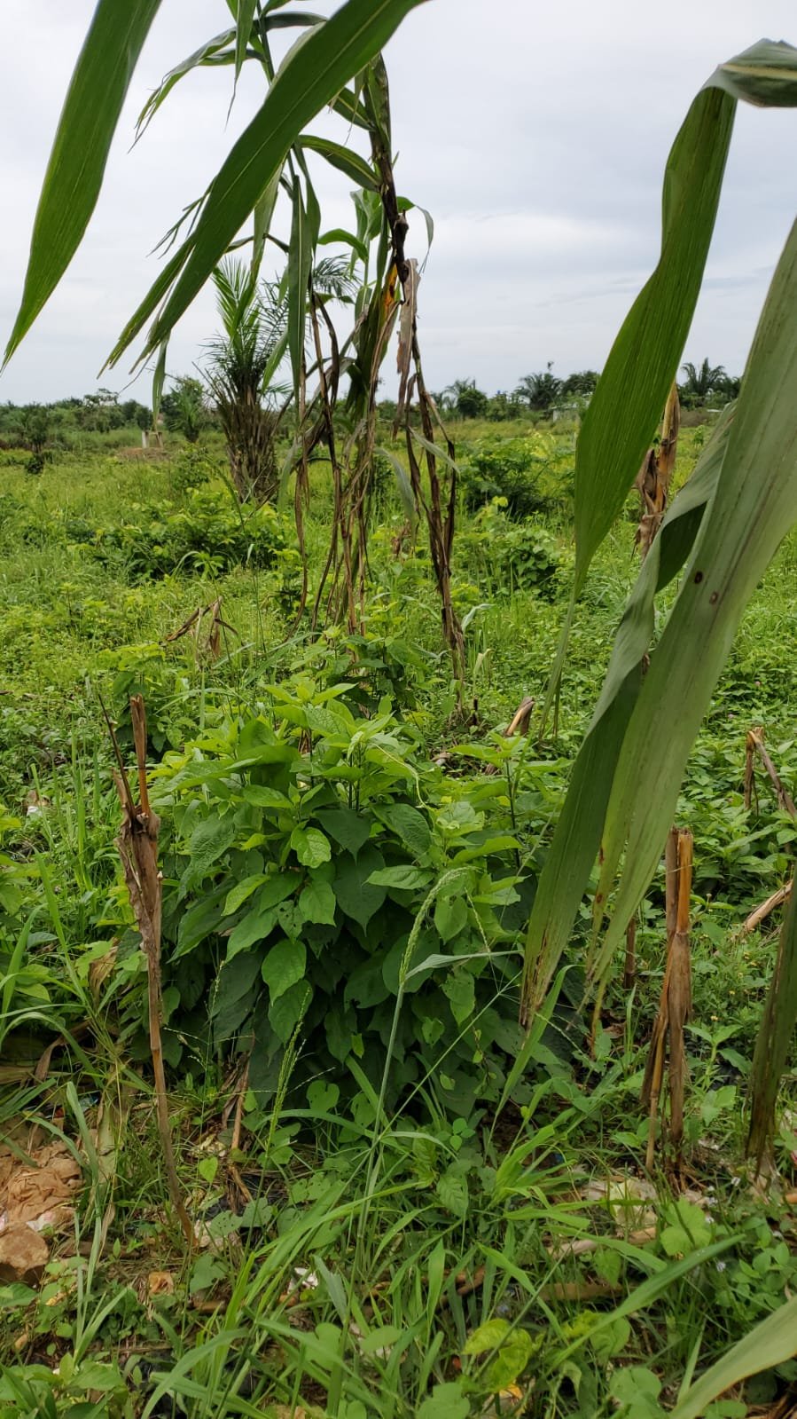 Deux Terrains mitoyens avec titre foncier à Hévié-Alansankomey