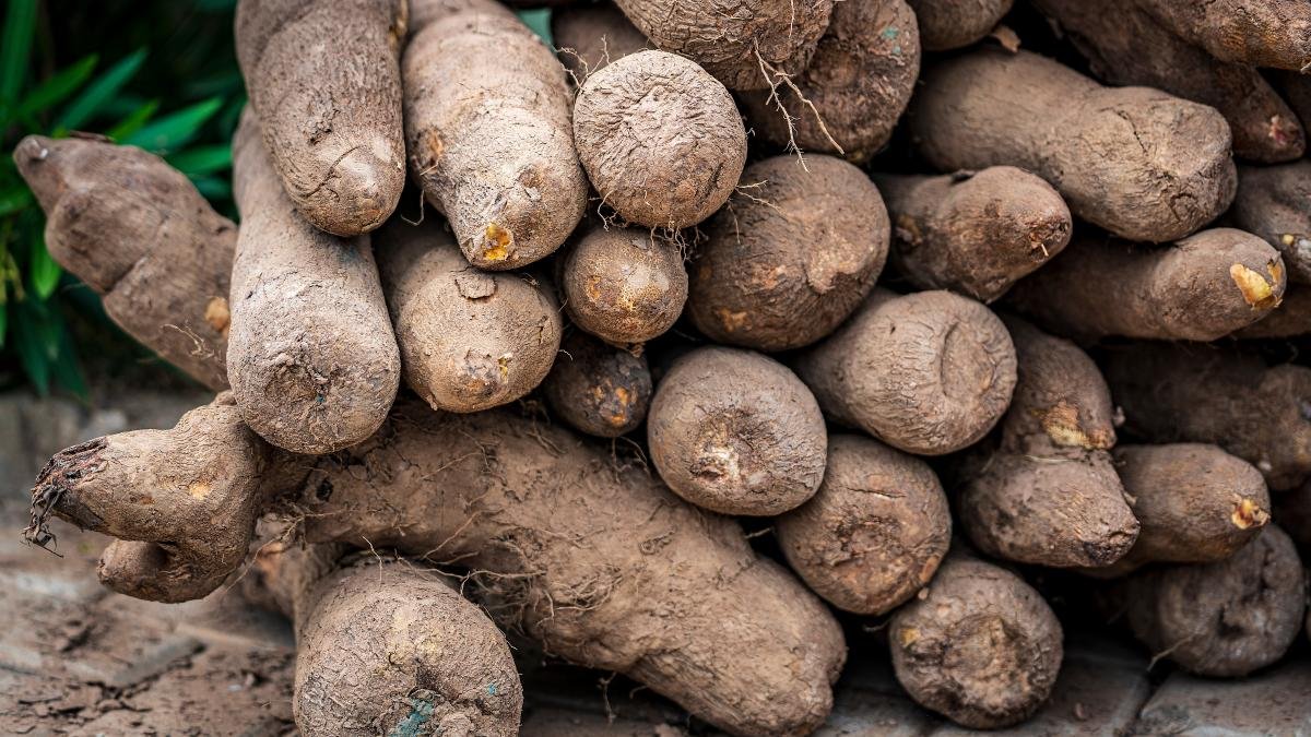 Vente d’igname de différentes Gammes